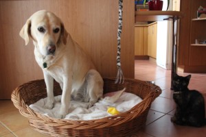 kočka a&nbsp;pes spolu